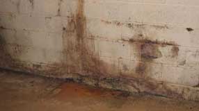 Mold on concrete